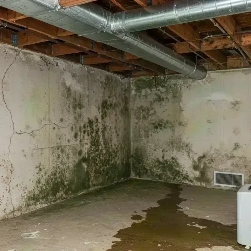 Professional Mold Removal in Gray Summit, MO